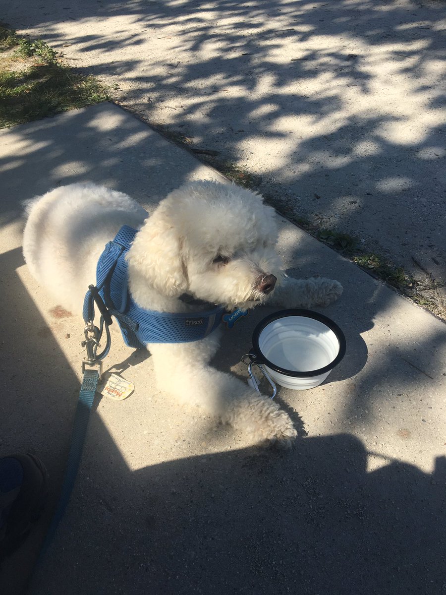 Walk, rest, walk, rest...repeat 😂🐾 #sundayvibes <a href="/OtisBichon/">Otis Evans</a> <a href="/jenny_bichon/">Jenny and Dolly</a> <a href="/WalshKim/">kim walsh</a> @mollier77 <a href="/WBichon/">Winky the bichon</a> <a href="/hammonster/">Oscar Bichon</a>