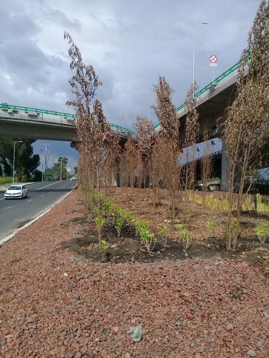 XochimilcoVivo's tweet photo. Estado actual de la "restauración" del camellón lacustre, (como mitigación del Puente vehicular Cuemanco)

Árboles muertos, superficie de humedal ahora llena de esteril tezontle, asfalto y jardinería

¡Que no se pierda de la memoria colectiva este ecocidio!

#YoProtejoElHumedal https://t.co/zKhqf6JPar