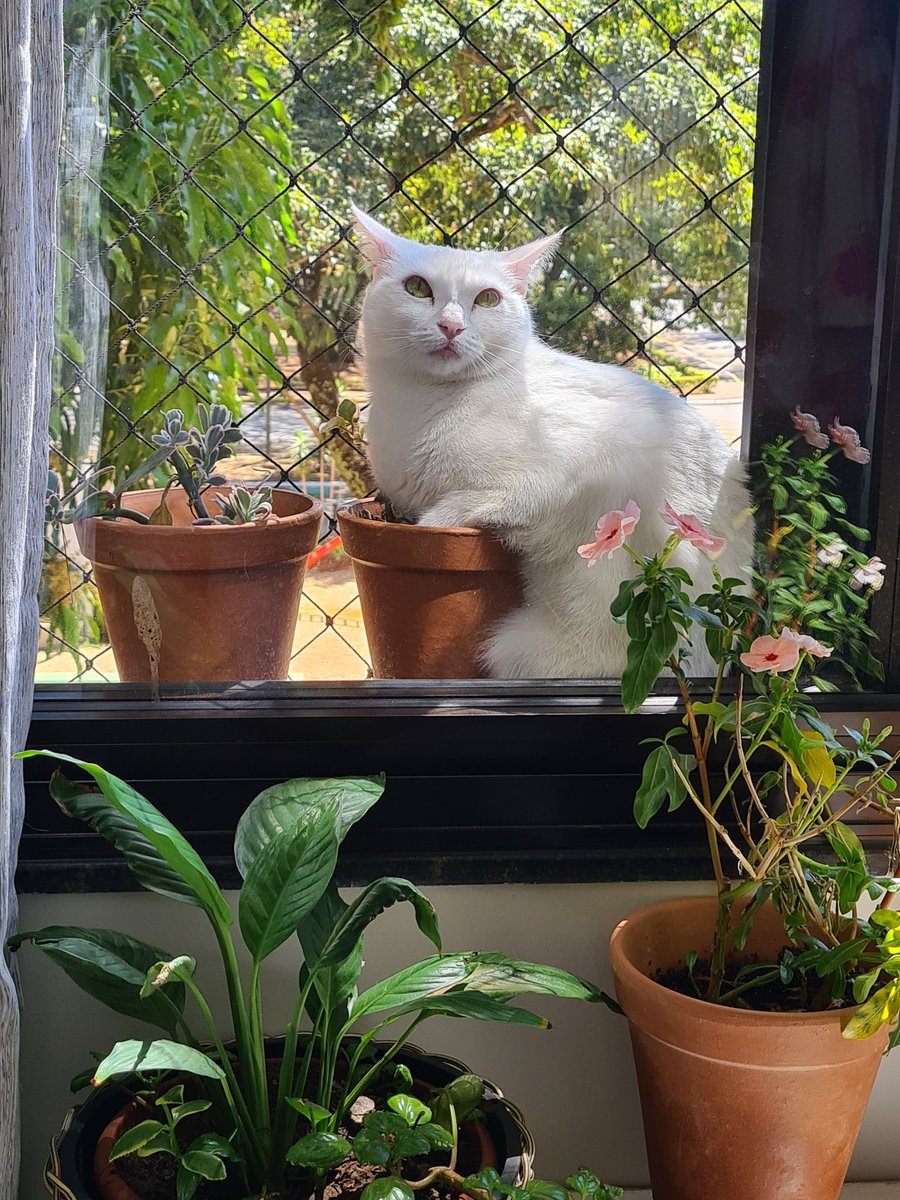 flaviaffernand1's tweet photo. Day off 😻 https://t.co/keKnxOvrnX