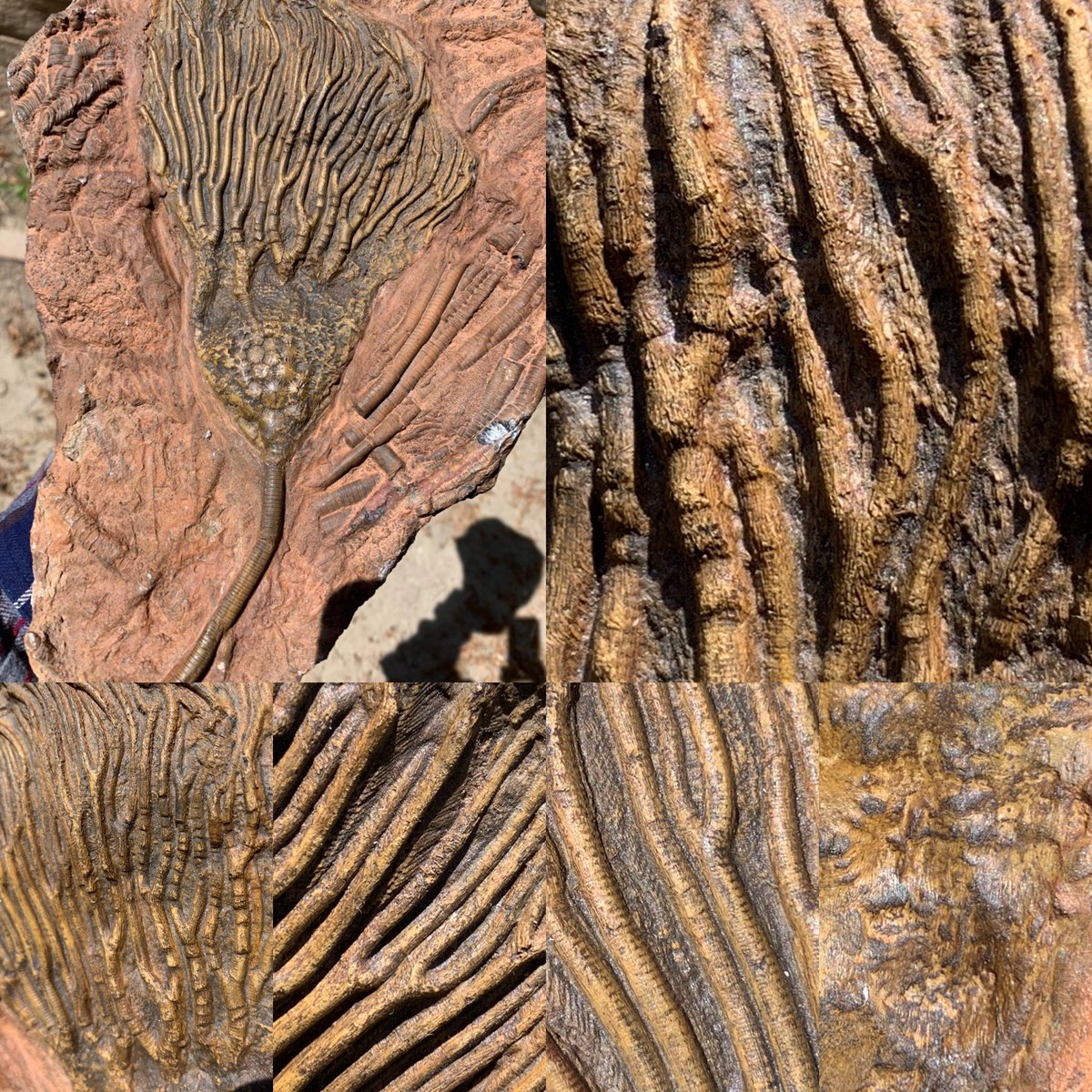 dr_dappleton's tweet photo. For #CrinoidWeek let’s take in a beautiful #Scyphocrinus from Morocco drinking in the California sun #crinoids #crinoid #fossil #fossils #paleontology #echinodermata https://t.co/K3WkCcfv2H