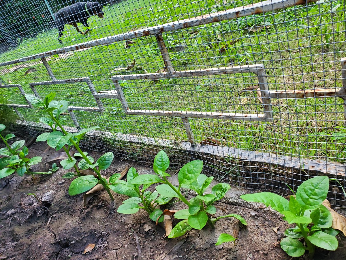 Paulaanneja's tweet photo. The Cherry Tomatoes survived the caterpillars but not the Rottweiler and the Shepherds 😢😢😢. Please pray for my Spinach. #DamnDogs  #BackyardWoes #BackyardGardening https://t.co/ozgunk9nds