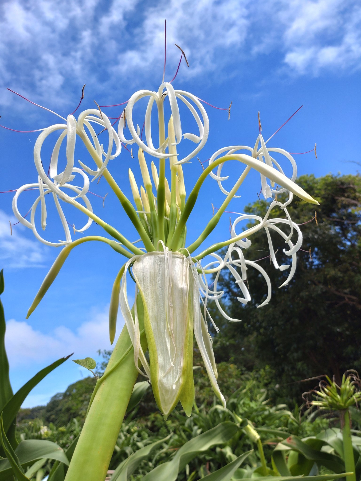 くまじ 夏の終わり ハマユウ 花言葉は どこか遠くへ 汚れのない 長引くコロナ禍の中で汚れのない世界へ行きたいように見えます T Co Ocap3p22ze Twitter
