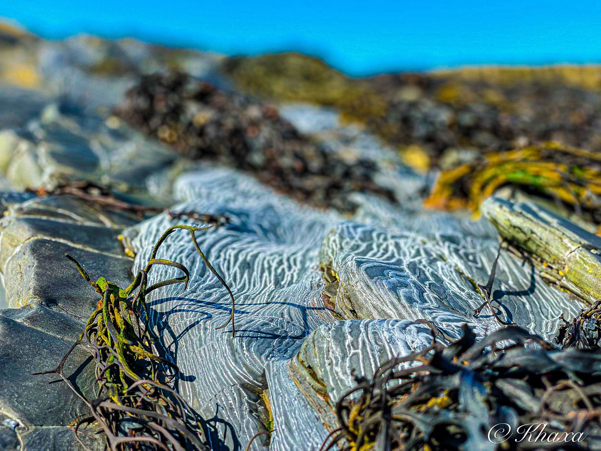 NjubeGiant's tweet photo. More pics of Aberystwyth.
#seafront #seafrontview #aberystwyth #wales #walesadventure #walessunsetphotography #walesphotography #wales❤️ #coast #beach #holiday #britishsummer #summervibes #summerphotography #travel #seetheworld #shells #seashells #seaside #seaweed #britain https://t.co/7ggU53MuCz