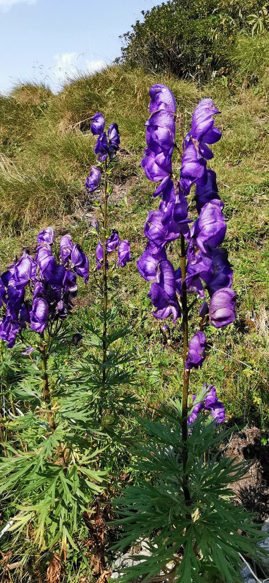 pnaltpirineu's tweet photo. A mitjans d'agost es pot veure la #ToraBlava (#Aconitumnapellus) ben florida als prats subalpins del #PNAltPirineu. Té tant de bella com de mortal ☠️, és la planta més tòxica d'Europa! Motiu per la qual el bestiar la respecta. Gaudiu-ne amb una bona fotografia 📷 sense tocar-la. https://t.co/Um1SeJoEGV