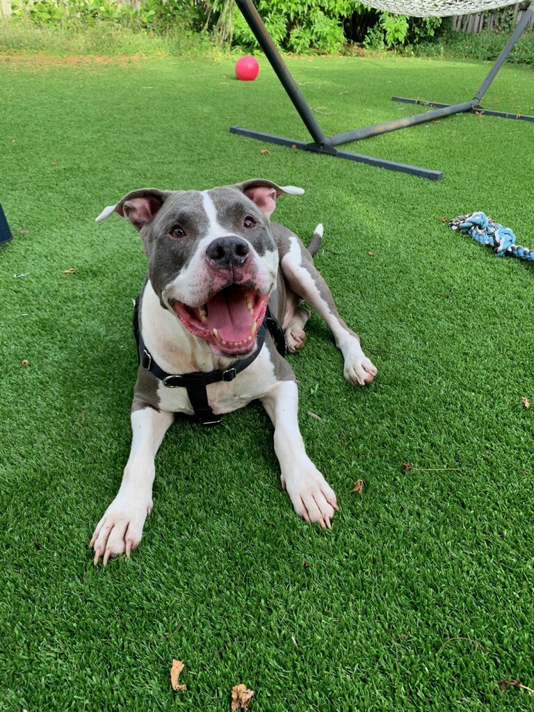 NAIAsPetRescue's tweet photo. Chance is hanging out with his favorite trainer! Underdog Behavior & Training ♥️🐾♥️ being a really good boy! Chance is still waiting patiently to be adopted! If interested in Chance, contact us https://t.co/EsXQNkCE2g
#naiaspetrescue
#NAIA
#savealife
#adoptapit
#MostLoyalBreed https://t.co/AlvmgPhhF1