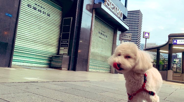 DAIYA2017's tweet photo. 可愛いでちょ🐶

#トイプードル https://t.co/ujOigt3fhw