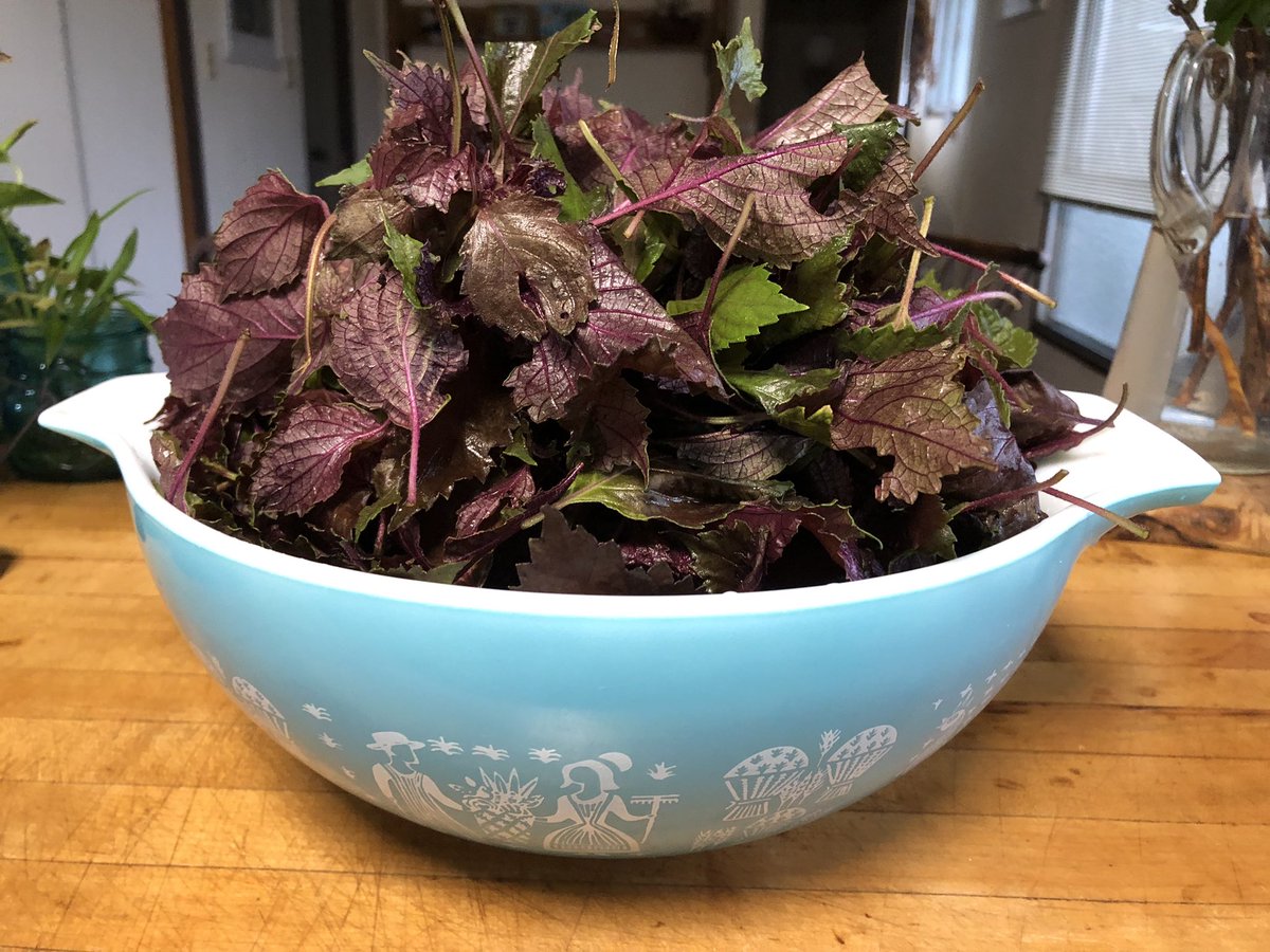 ハーブとアロマ Sustainable Living 赤紫蘇ジュース作り 2リットルの水 1キロのきび砂糖 りんご酢150mlで作りました 炭酸割りでいただきます ハーブとアロマ Sustainable Living T Co Zp4hf0pu9b