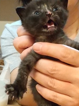 ネコジルシ里親募集《北海道/東北地方》 on Twitter: "サビ猫 - 猫 里親 福
島 県