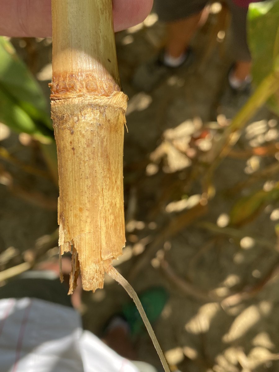 Brian Bush tweet media