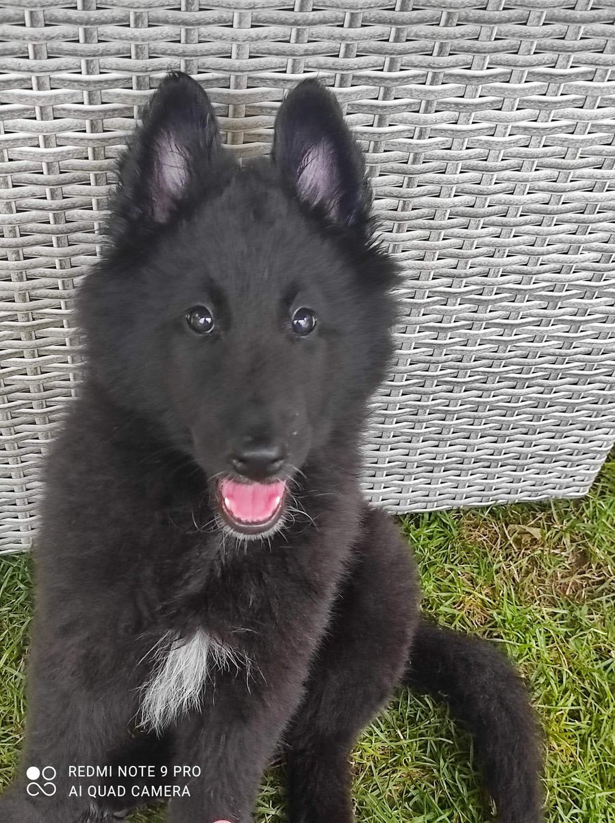 へちまこ７ こちらは海外のグローネンダールブリーダーの本物子犬ちゃん