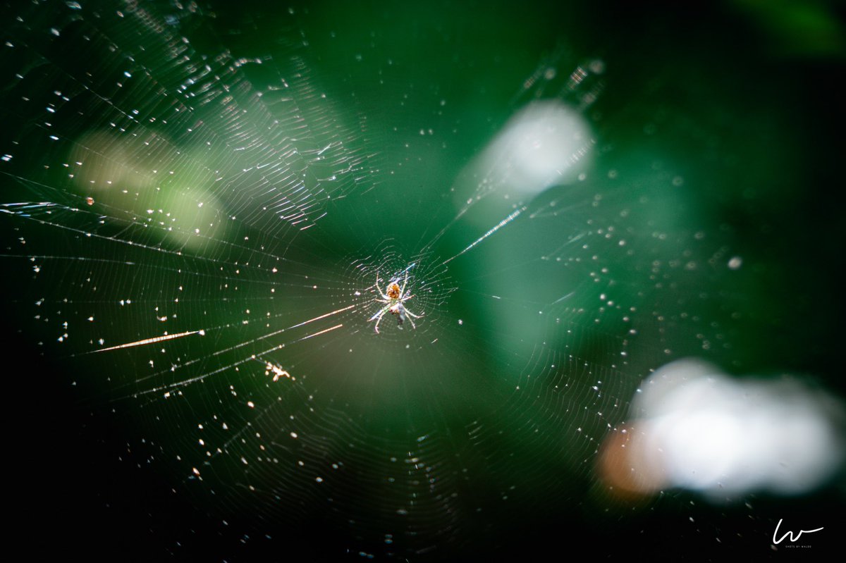 _sbwaldo_'s tweet photo. #nature #spider #web #spiderweb #trap #photography #NaturePhotography #sbwaldo #shotsbywaldo https://t.co/GFnMS3EYR8