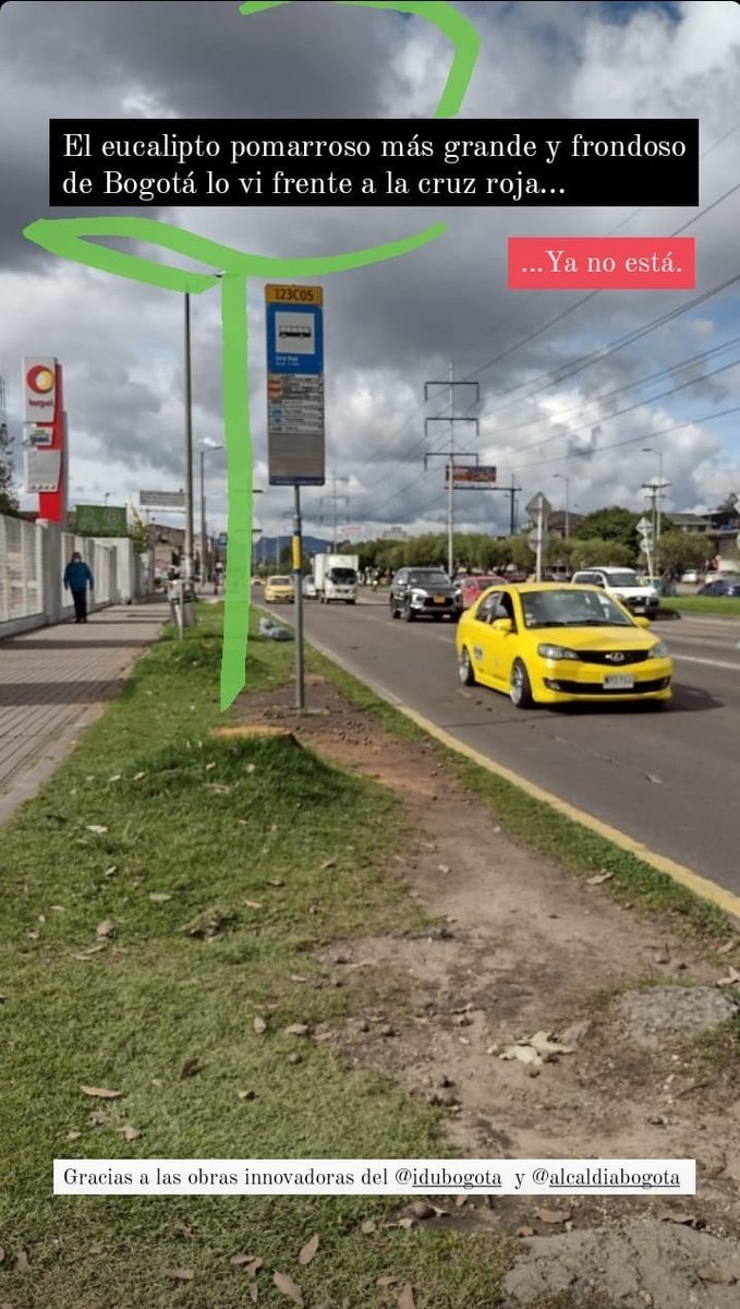 El eucalipto pomarrosa más grande y frondoso de Bogotá lo vi frente a la Cruz roja... Ya no está. 
Grandes árboles maduros han caído, Nogales, Cauchos Tequendama y Sabanero, Falsos Pimientos.
Ninguna plantación masiva va a sustituir la labor de los árboles maduros.