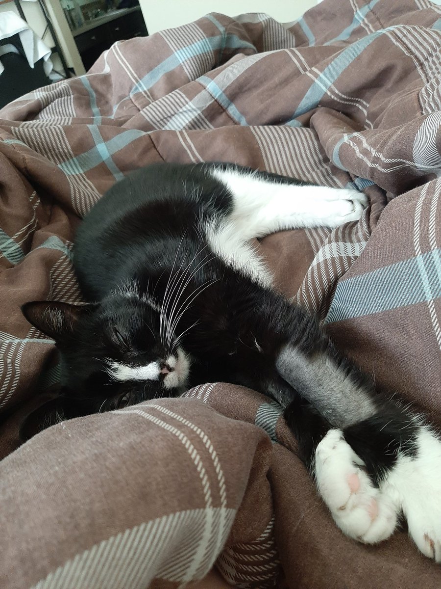 ShipperDesigns's tweet image. So glad my little boy is doing better now. Thought I might lose him..