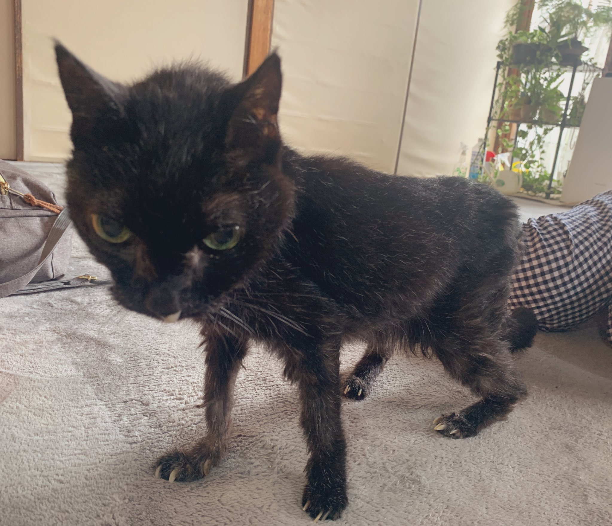 猫好きあるある くろママ 愛猫のクロが無事に24歳となりました クロはずっと私の人生を支えてくれましたし ここまで生きてくれて感謝しかありません ずいぶん痩せて足腰も弱いですが まだ歩けます そして食欲もあります 白髪もますます増え