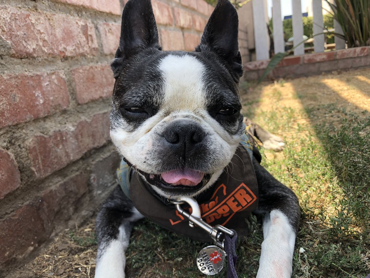 ArtistEsmeralda's tweet photo. Today hanging out with Mark @ChopperBikerDog at @MikeHessBrewing  &amp; we ran into some more #chopperfans 😊 #chopperthebikerdog https://t.co/7uEvzZnlQN