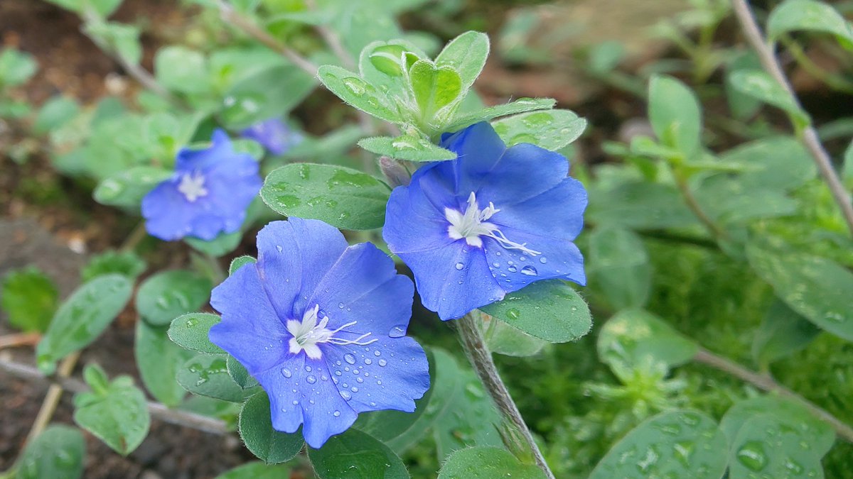 アメリカンブルー