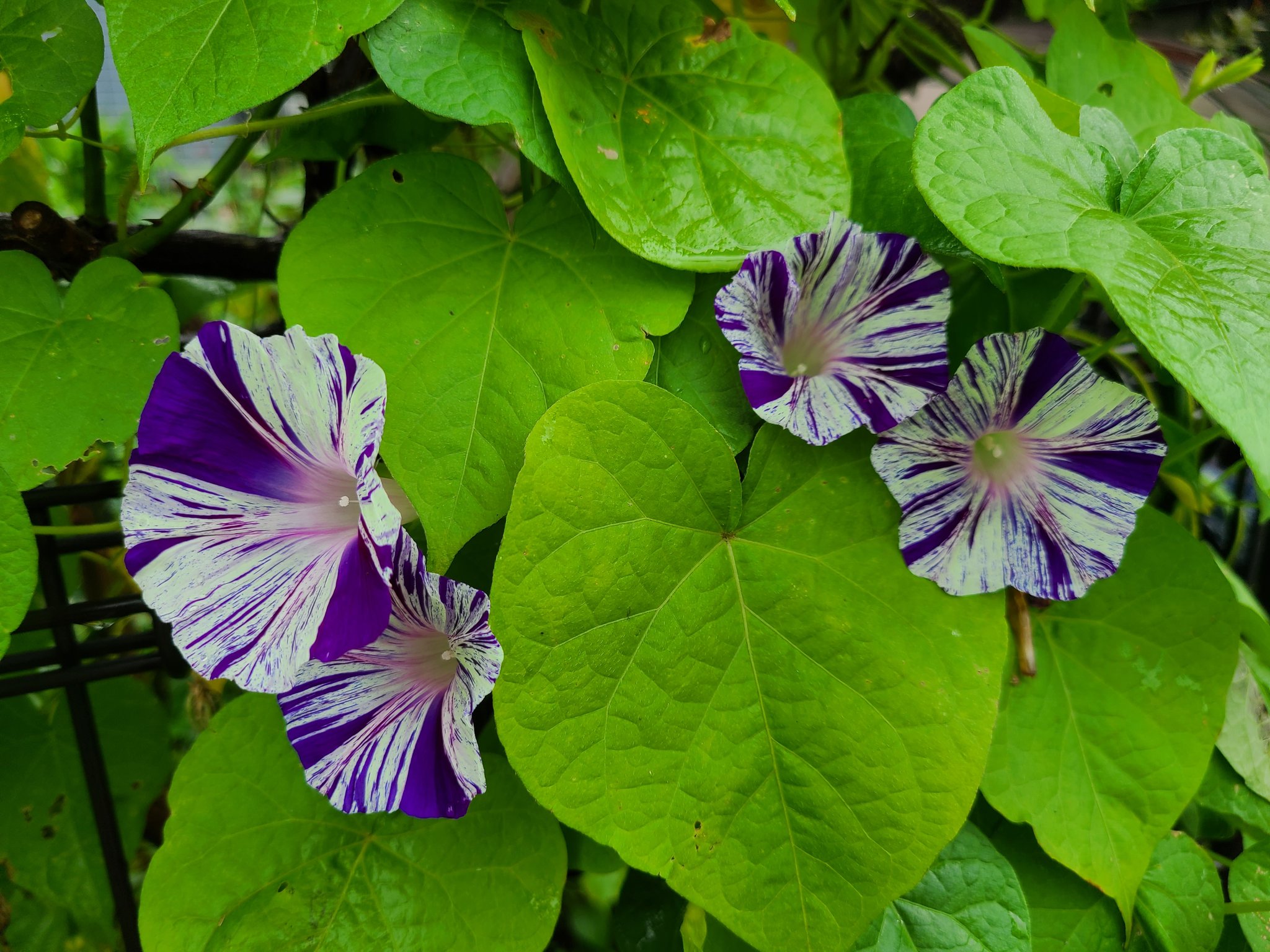 みぃ 紫の花 おはようございます アサガオ 江戸風情 ブルー サルビア サルビア ガラニチカ ペチュニア 花衣 藍染 花 花写真 花写っと はなまっぷ ガーデニング T Co Lk3h0yhf6w Twitter みぃ 紫の花 おはようございます アサガオ 江戸風情 ブルー サルビア サルビア ガラニチカ ペチュニア 花衣 藍染 花 花写真 花写っと はなまっぷ ガーデニング T Co Lk3h0yhf6w Twitter