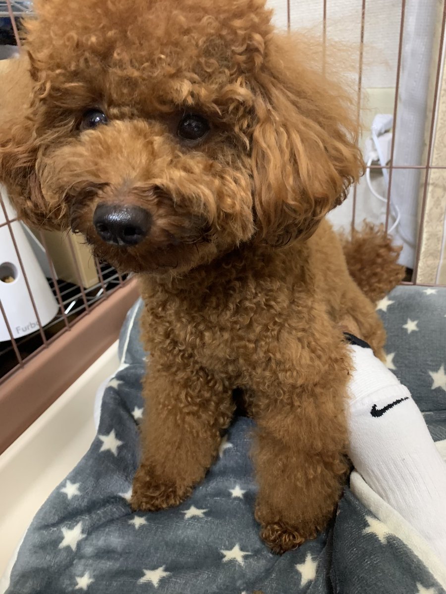トイプードルのモコさん Toypoo Moko Twitter
