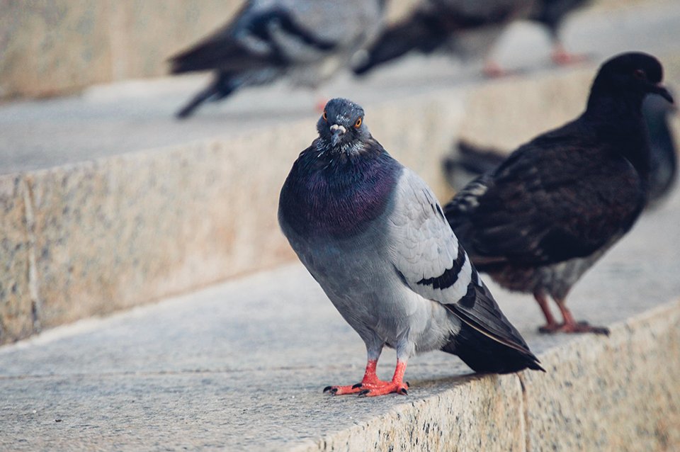 LisaLoggins2's tweet photo. Pigeons. Been feeding a flock I'm responsible for creating, downtown every morning at 6am for 5 years. If they already there waiting on the roof, as soon as I get out my car, they start flying down one by one. Oh, each pigeon I recognized and have named https://t.co/4fMHNW8SKg