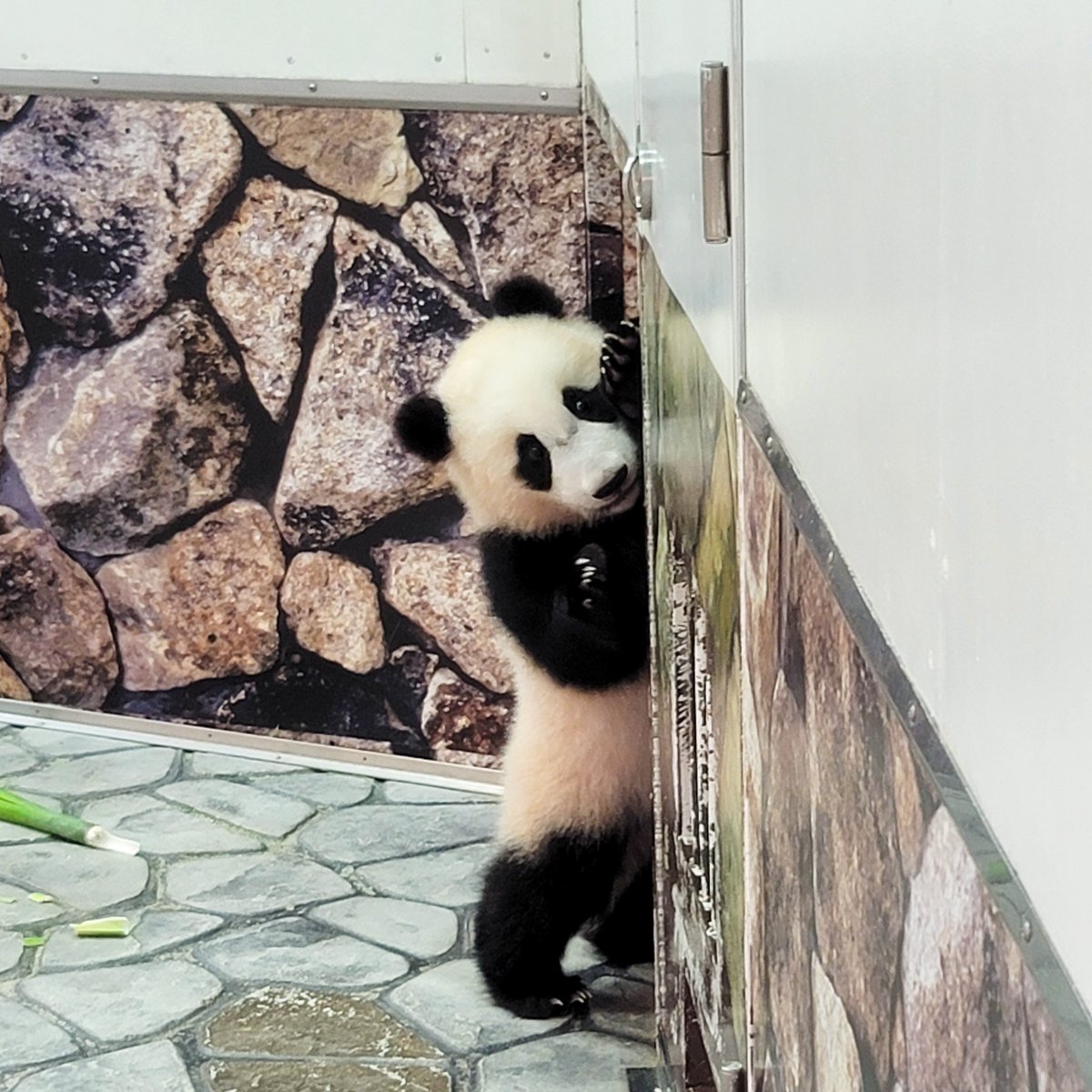 和歌山県 ジャイアントパンダの赤ちゃん楓浜 白浜アドベンチャーワールドの楓浜はすくすく育っています 壁からつぶらな瞳でひょっこり覗く姿はとても愛くるしいですね パンダ Panda 白浜 アドベンチャーワールド 楓浜 ジャイアントパンダ 大