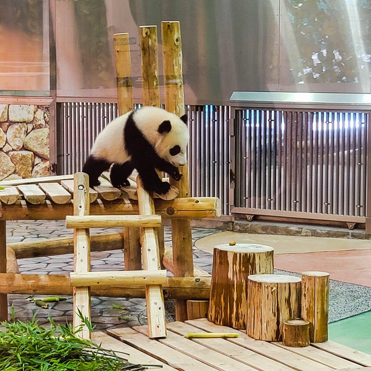 和歌山県 ジャイアントパンダの赤ちゃん楓浜 白浜アドベンチャーワールドの楓浜はすくすく育っています 壁からつぶらな瞳でひょっこり覗く姿はとても愛くるしいですね パンダ Panda 白浜 アドベンチャーワールド 楓浜 ジャイアントパンダ 大