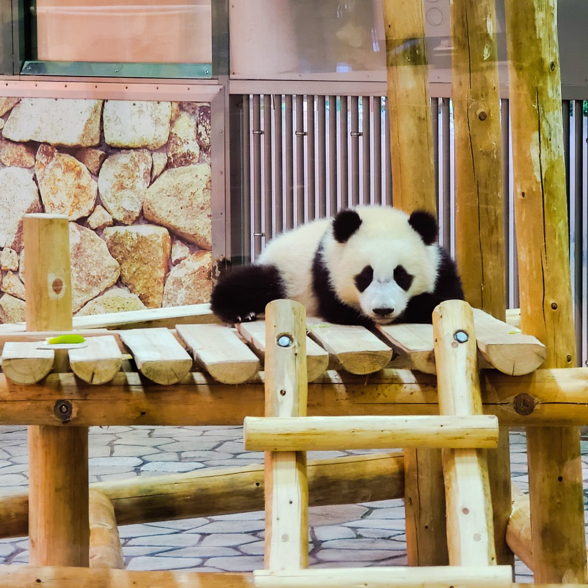 和歌山県 ジャイアントパンダの赤ちゃん楓浜 白浜アドベンチャーワールドの楓浜はすくすく育っています 壁からつぶらな瞳でひょっこり覗く姿はとても愛くるしいですね パンダ Panda 白浜 アドベンチャーワールド 楓浜 ジャイアントパンダ 大