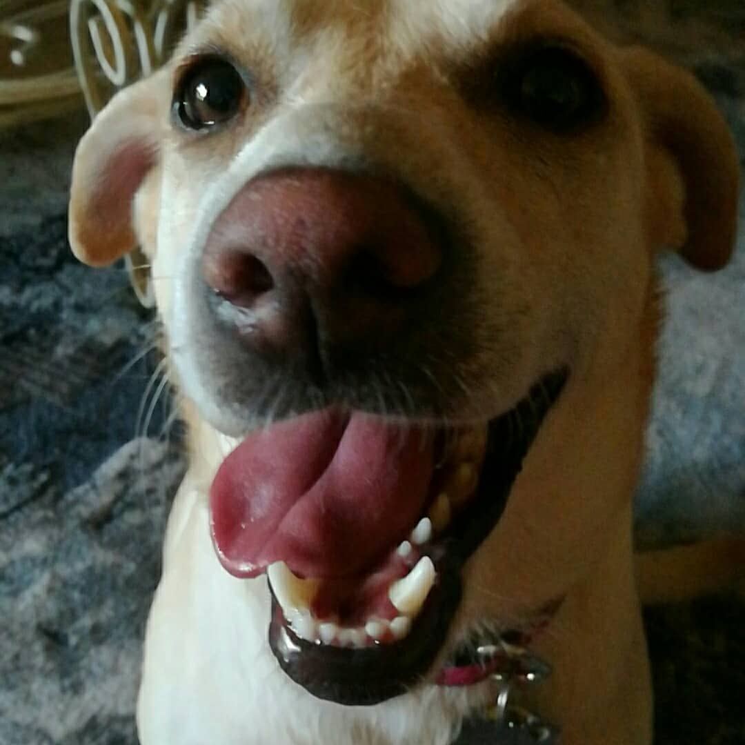 the1RavenQueen's tweet photo. The many faces of Roxie Rue
#HappyPrincess
#MyGirl https://t.co/2AmRXOHuMP