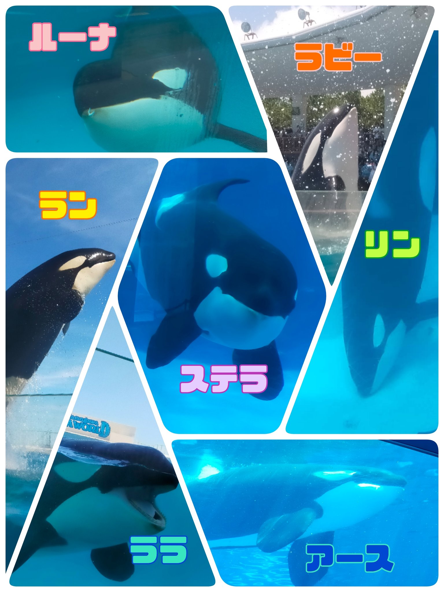 【レア】名古屋港水族館　シャチ　リン　ステラ　ポスター 💛🤍 Stella × Bingo = Lynn