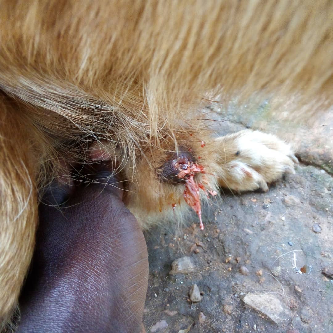 Sorry for our sweet baby boy , he has got paraphimosis and we are trying to give treatment to him, but soon he will be fine