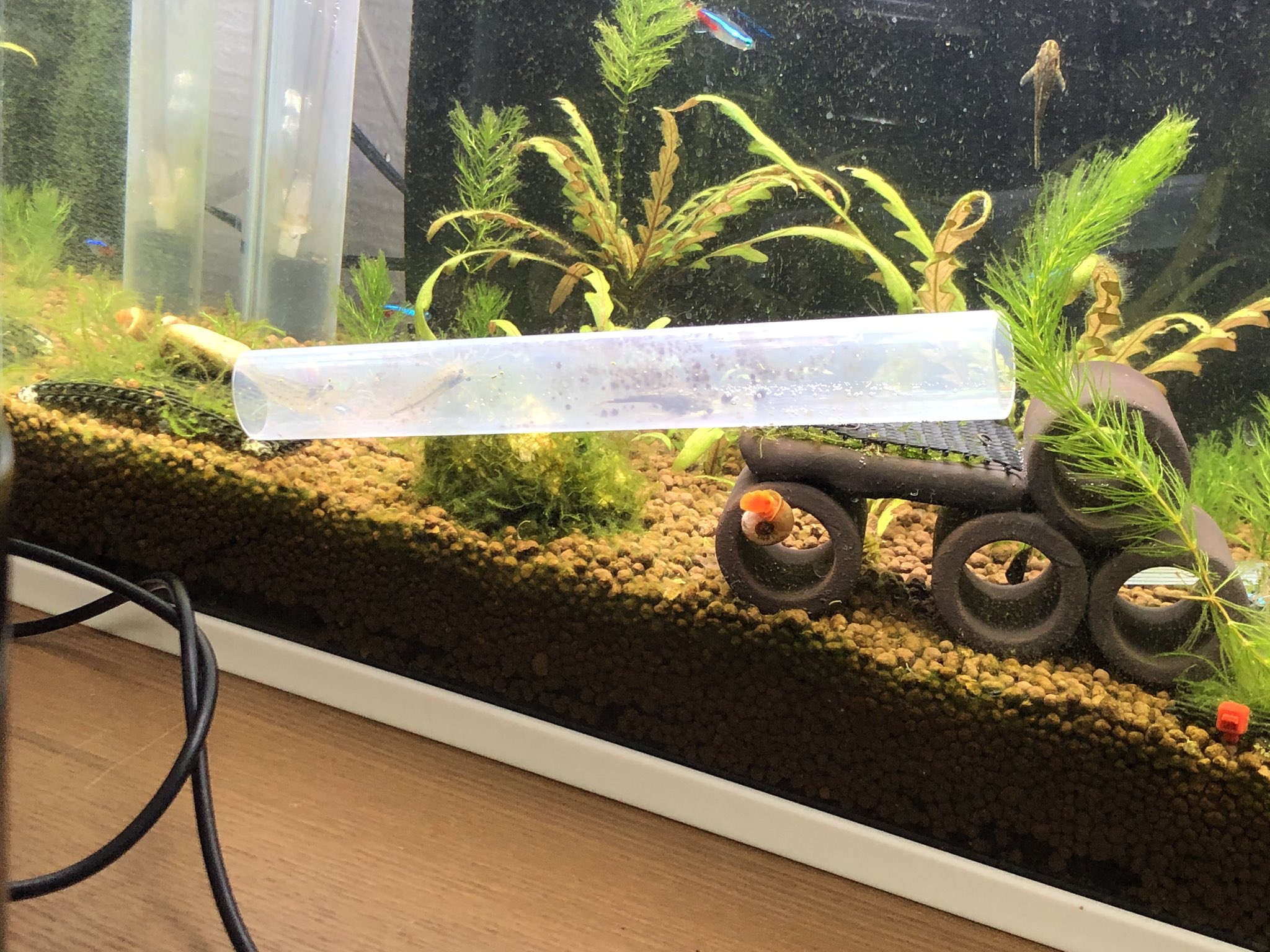 波音 こちらの水槽は トリミングと水換え そして吹き上げ式底面フィルターの筒を綺麗なものと取り替え 黒い苔だらけになった筒の中は ヤマトヌマエビさんとオトシンクルスネグロさんに お掃除お任せしました 笑 真っ黒に近かったのに 隣の水槽のお