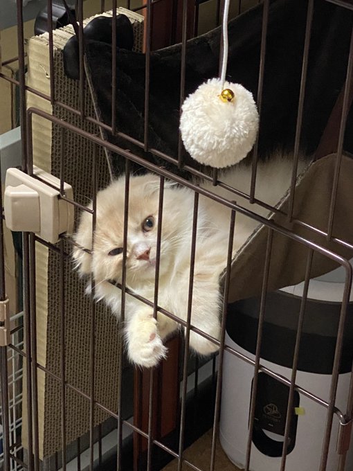 @jyuhomukawayusu おやすみ前のにゃーん 