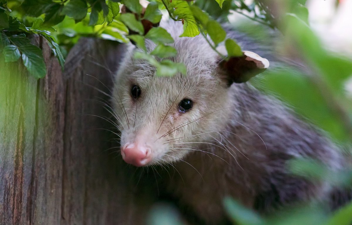 LisaLoggins2's tweet photo. Feeding possums every morning at 2am. Fix then a really tasty and health meal. https://t.co/RSaqyOZBhb