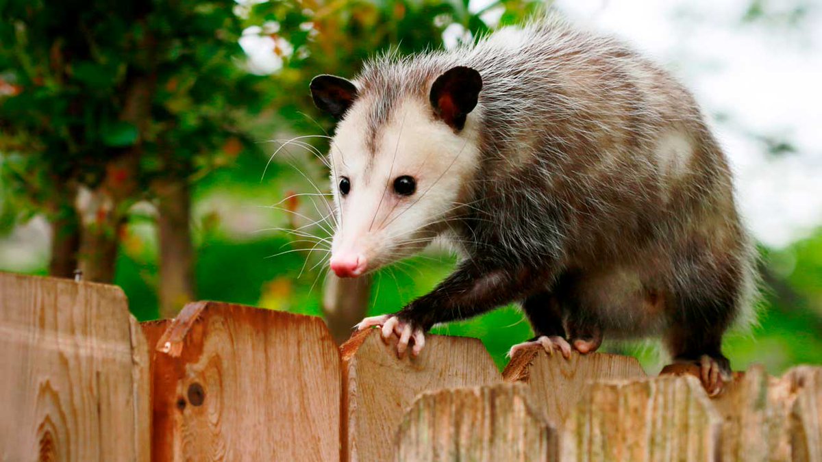 LisaLoggins2's tweet photo. Feeding possums every morning at 2am. Fix then a really tasty and health meal. https://t.co/RSaqyOZBhb