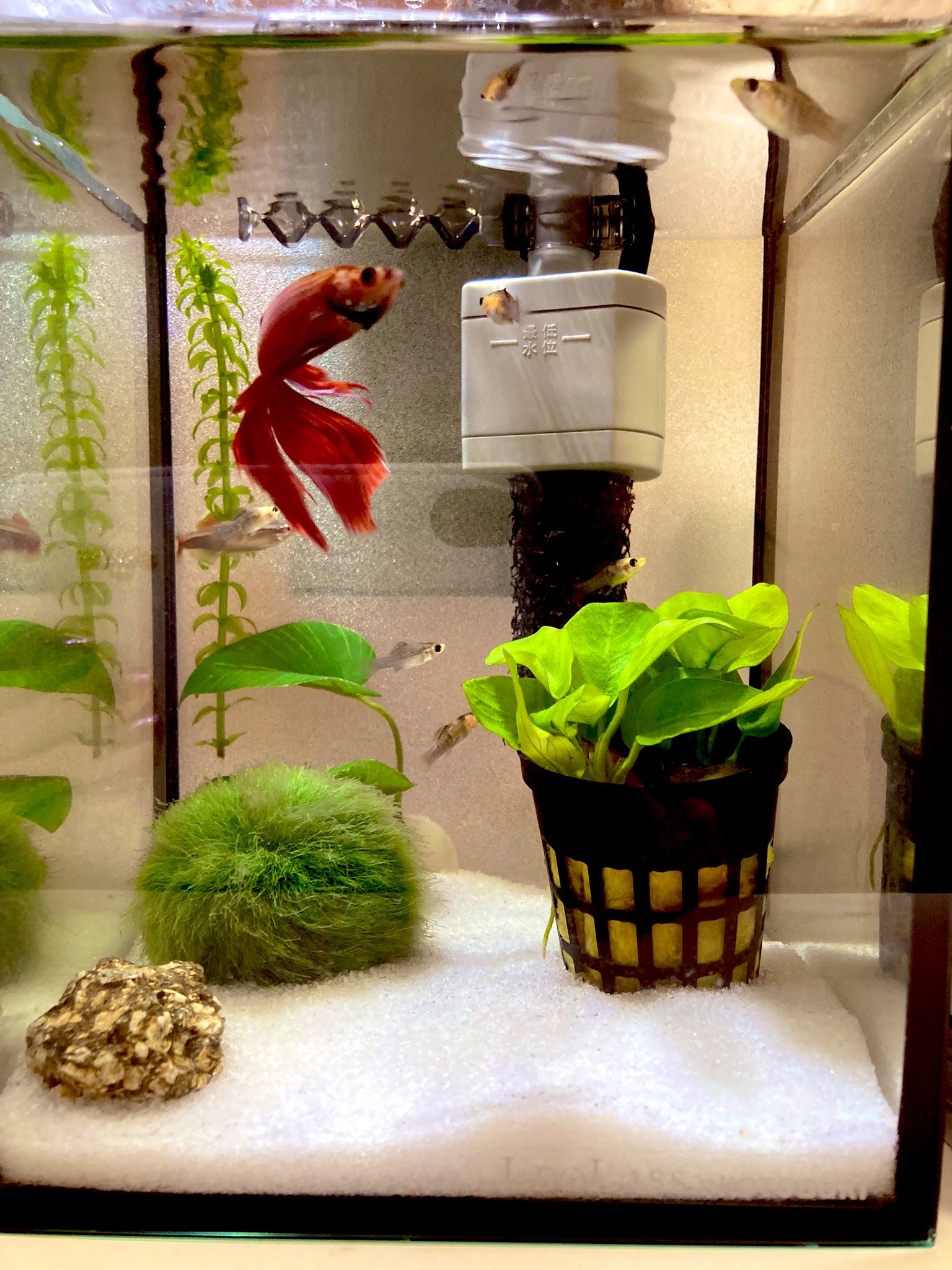 バルーンモーリー稚魚 Twitter Search Twitter