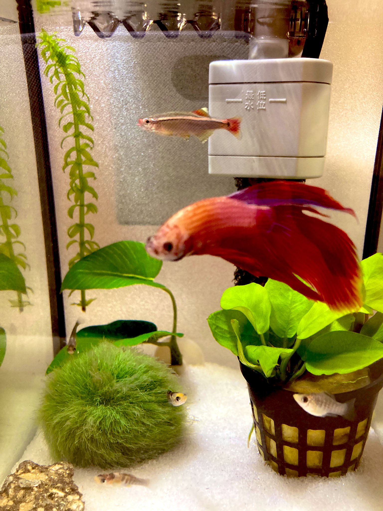 バルーンモーリー稚魚 Twitter Search Twitter