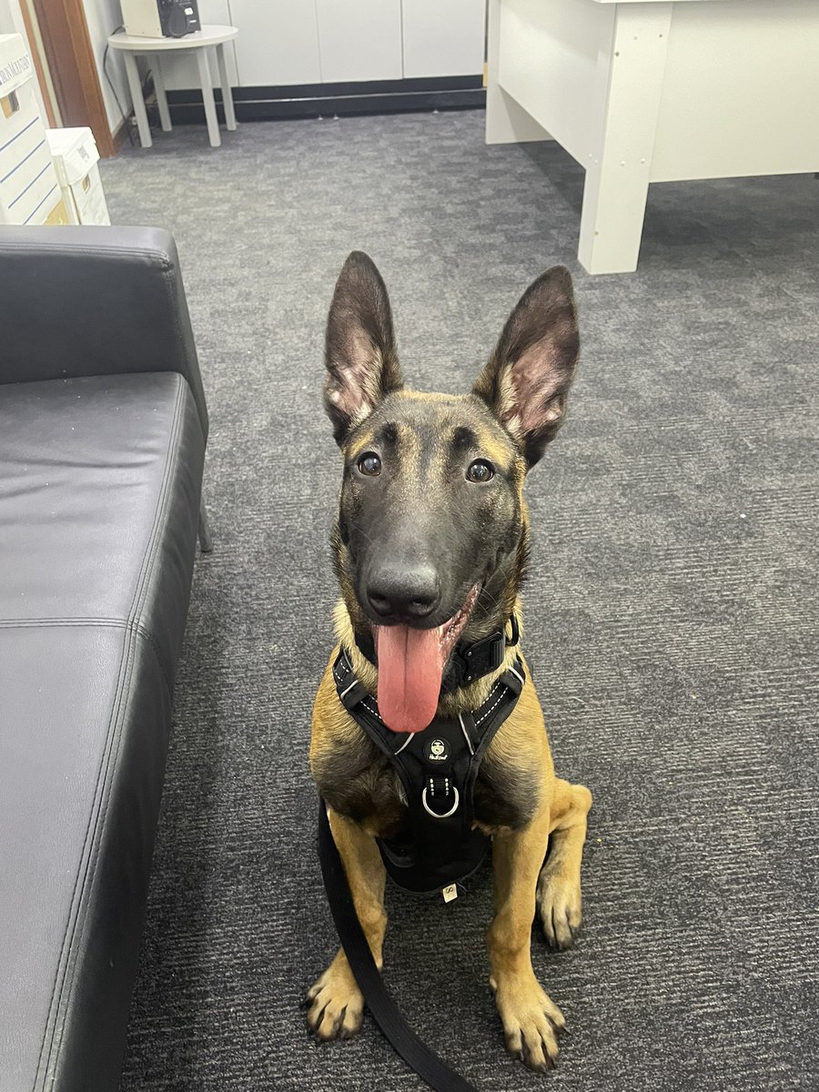 CaninePolice's tweet image. This big cutie is growing up quick!! 

PD Salem 🤩❤️

#puppy #canine #DogsofTwittter #workingdogs #policedogs #police #dogs #cute