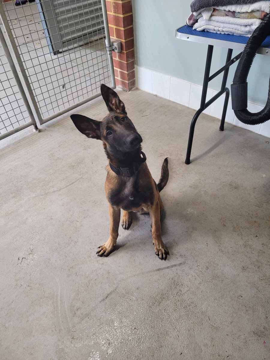 CaninePolice's tweet image. This big cutie is growing up quick!! 

PD Salem 🤩❤️

#puppy #canine #DogsofTwittter #workingdogs #policedogs #police #dogs #cute