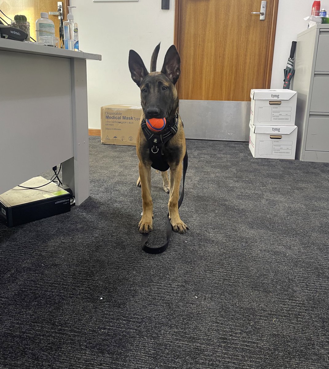 CaninePolice's tweet image. This big cutie is growing up quick!! 

PD Salem 🤩❤️

#puppy #canine #DogsofTwittter #workingdogs #policedogs #police #dogs #cute