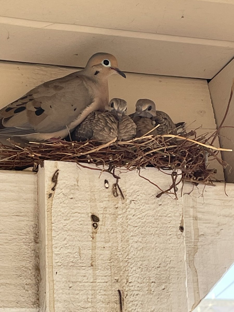 dogkomet's tweet photo. It looks like we have
Had TWO baby doves that hatched
Out on our front porch
#haiku #babybird #cute #babydove #babylove #muchpeace https://t.co/adCxO6ghaF