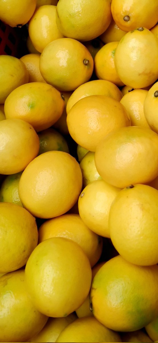 franzwhy's tweet photo. Ready Lemon California 
Lokasi: Batu-Jatim
#batujawatimur #lemoncalifornia #immunebooster #infomalang #lemon #buahlokal #lemoncalifornialokal https://t.co/ToOMYXEV4o