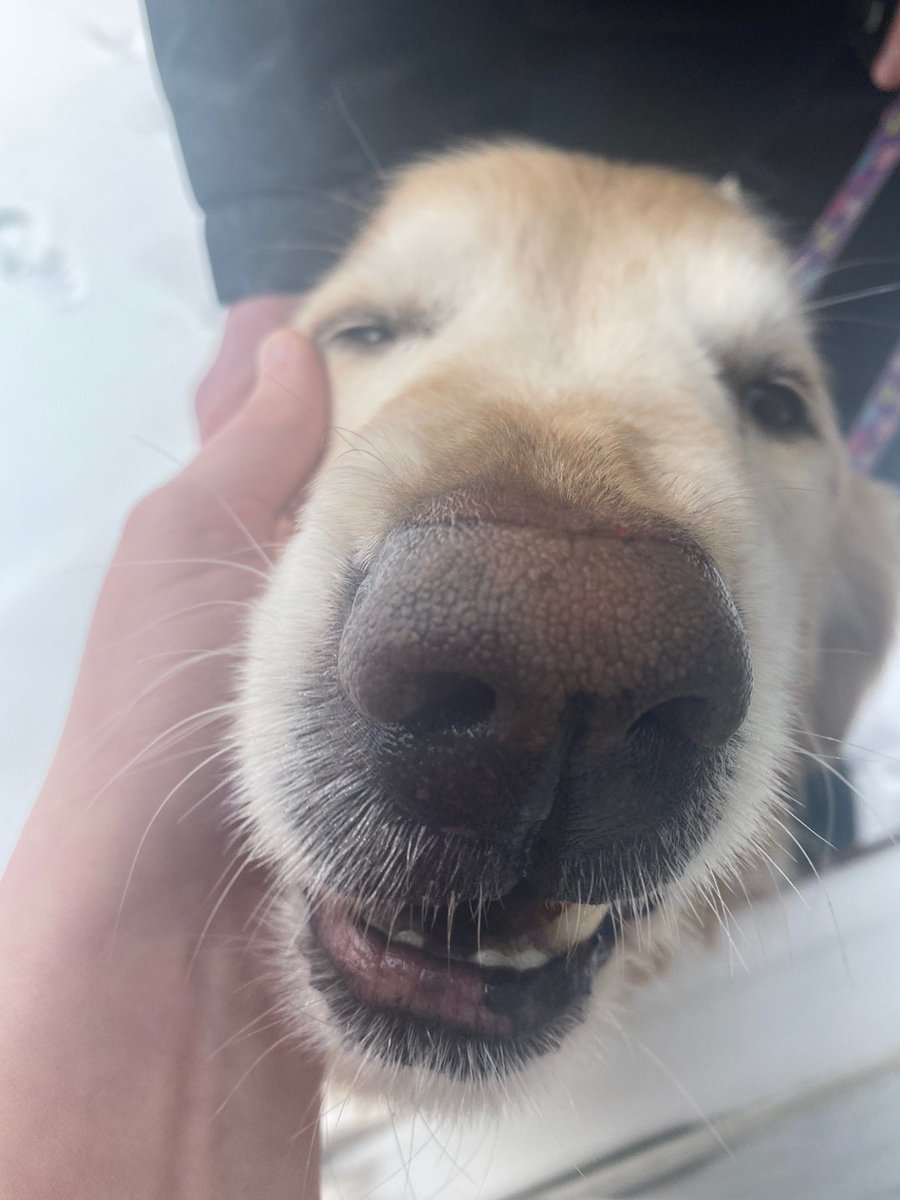 buckeyepuff's tweet photo. This is the face I made when my human left me for university yesterday. #BuckeyeSundays #dontdoadoglikethat #comebackpls #buckeye #lahna #teddy #choochoo🚂  #superpooper #butcomingoutontheotherside #hydrate #meandthebros https://t.co/zojCWD4A9M