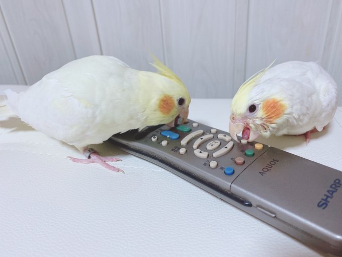 Twitterのコスプレ画像8