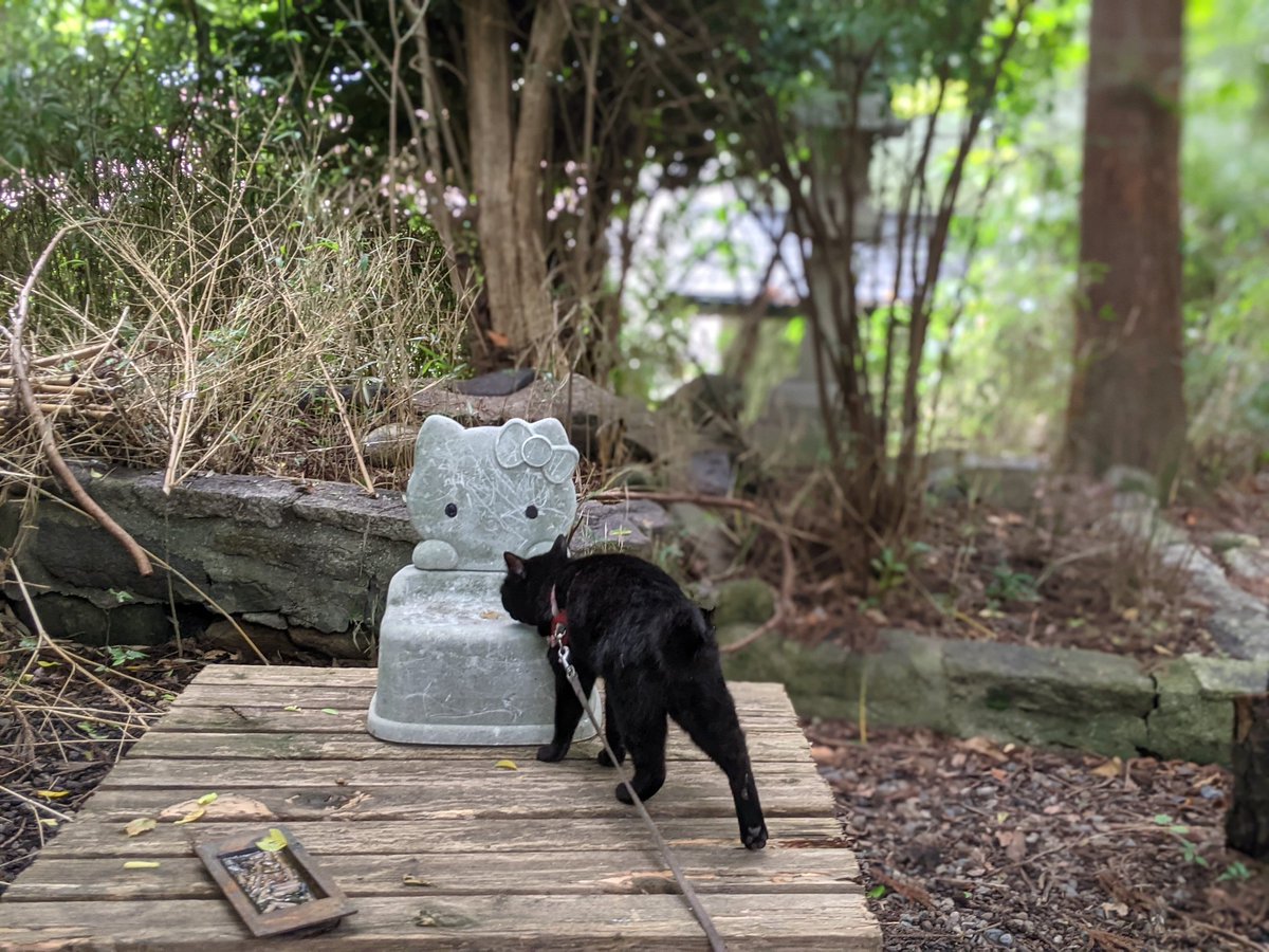 YOSHIDA____'s tweet photo. #goodmorningcat https://t.co/cDfdiOULru
