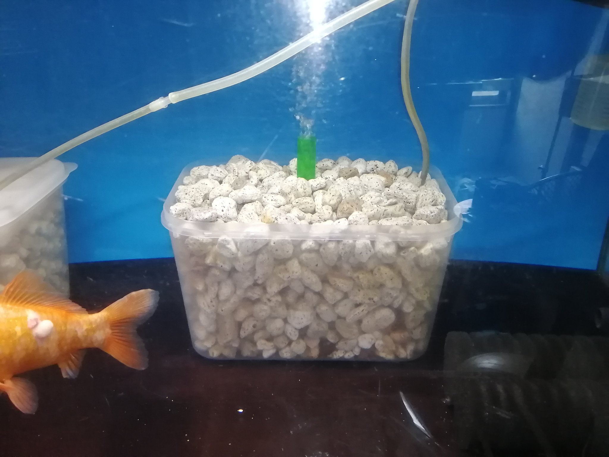 Rb ろ過っなんだっけと言う基本に立ち返るためタッパー 漏斗 鉢底石を材料に無加工で組んだ投げ込み式フィルターをエアリフトで試験中 熱帯魚 魚 ろ過 フィルター 投げ込み式フィルター エアリフト 水作 T Co Ffpnr5u66s Twitter