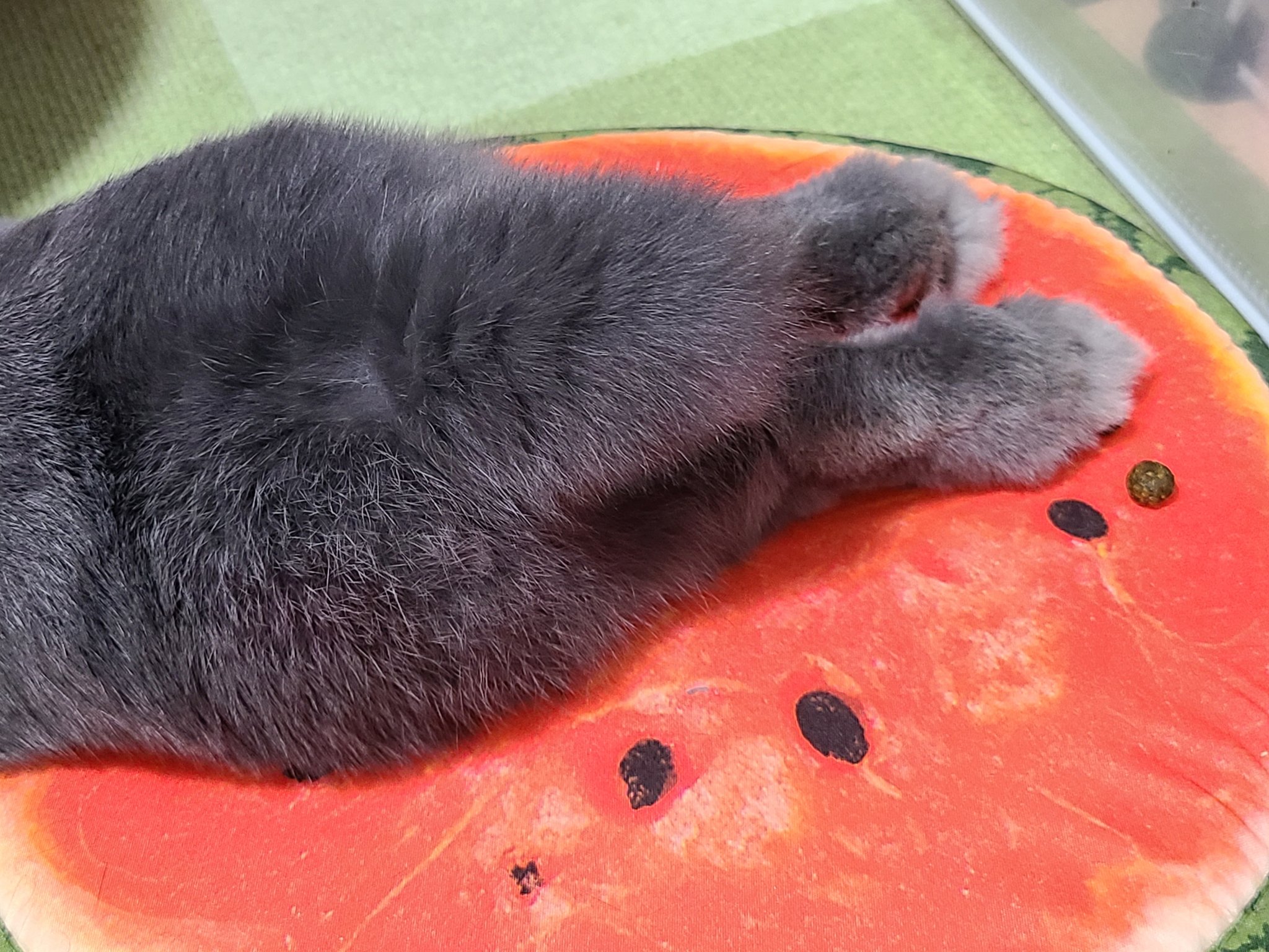 تويتر みとちゃんと على تويتر けつようびのみとちゃん も写ってしまっていて申し訳ない スイカの種だと思ってください うさぎ けつようび うさけつ曜日 うさぎのいる暮らし お尻と言うより尻尾かも T Co Ksuh5w0clh