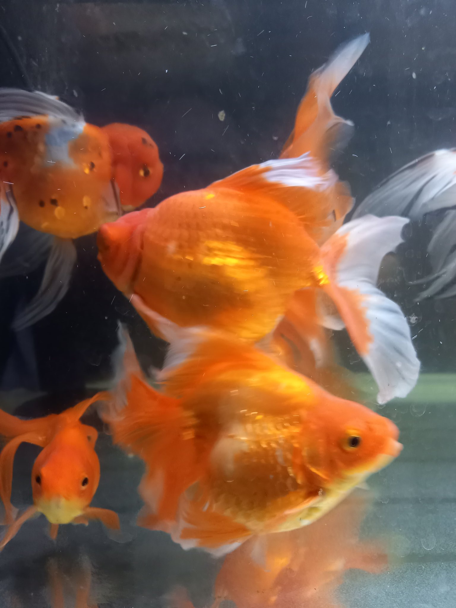 金魚めいわく Psb培養に エビオス錠 強力わかもとなどが使われていますがビォフルミンsは どうでしょうか T Co Gdwptftlxn Twitter