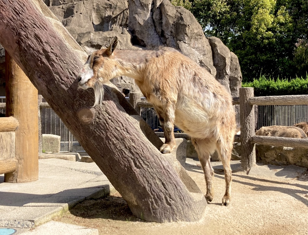 ট ইট র 広島市安佐動物公園 公式 わくわく広場の仲間紹介 ついにヤギ最後の1頭です 15頭目は カフェと同じく13歳になる シン くんです 薄茶色の体と おでこの四角い模様が特徴 広場に出ると 写真 2枚目 のように日光浴するのが日課です ট ইট র 広島市安佐動物公園 公式 わくわく広場の仲間紹介 ついにヤギ最後の1頭です 15頭目は カフェと同じく13歳になる シン くんです 薄茶色の体と おでこの四角い模様が特徴 広場に出ると 写真 2枚目 のように日光浴するのが日課です