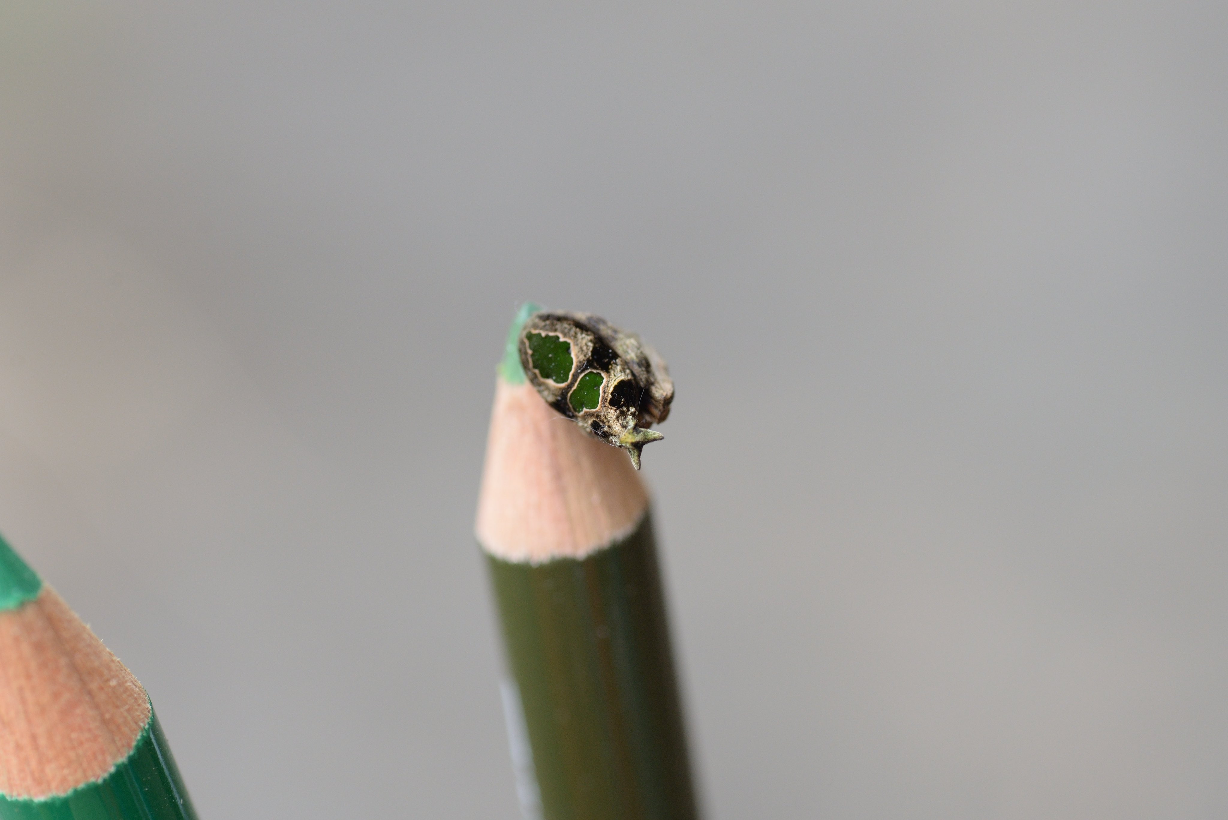 Sasagani_ya on Twitter 