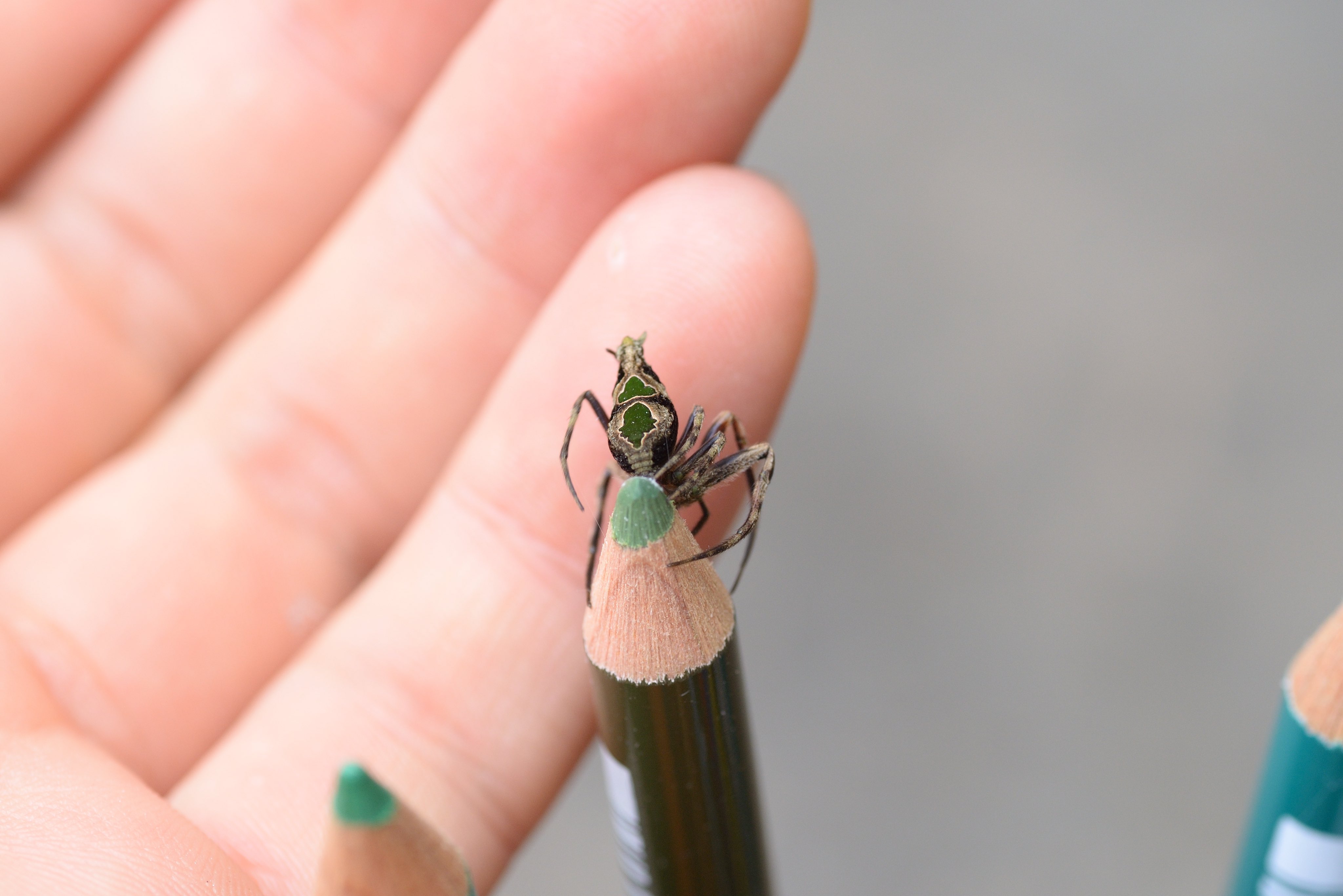 Sasagani_ya on Twitter 