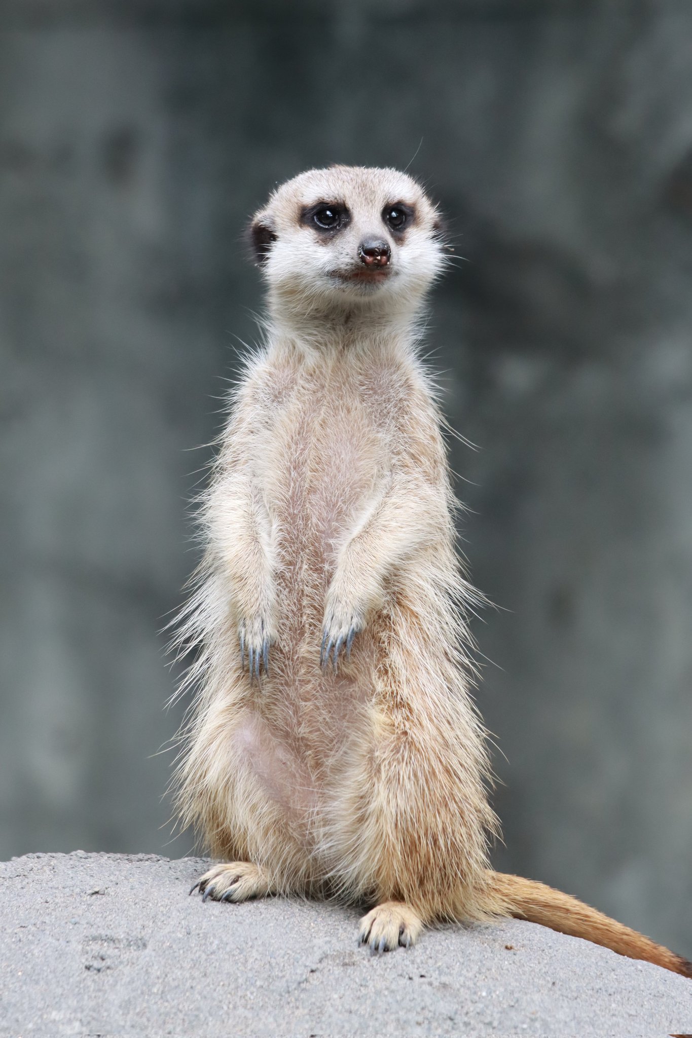 Kazuyuki🐾📸 على X: 